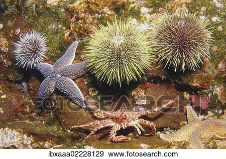 "Red King Crab (Paralithodes camtschaticus), young, Barents Sea, Russia, Arctic, Europe" View Large Photo Image Stock Photo - "Red King Crab (Paralithodes camtschaticus), young, Barents Sea, Russia, Arctic, Europe". Fotosearch