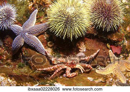 "Red King crab (Paralithodes camtschaticus), young, Barents Sea, Russia, Arctic, Europe" View Large Photo Image Stock Photograph - "Red King crab (Paralithodes camtschaticus), young, Barents Sea, Russia, Arctic, Europe". Fotosearch