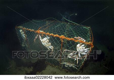 Stock Image - "Red King crabs (Paralithodes camtschaticus) caught in a net, Barents Sea, Russia, Arctic, Europe". Fotosearch