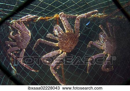 "Red King crabs (Paralithodes camtschaticus) caught in a net, Barents Sea, Russia, Arctic, Europe" View Large Photo Image Stock Image - "Red King crabs (Paralithodes camtschaticus) caught in a net, Barents Sea, Russia, Arctic, Europe". Fotosearch