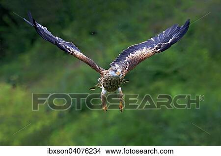 "Red Kite (Milvus milvus), adult, in flight, captive, Eifel, Rhineland-Palatinate, Germany, Europe" View Large Photo Image Picture - "Red Kite (Milvus milvus), adult, in flight, captive, Eifel, Rhineland-Palatinate, Germany, Europe". Fotosearch