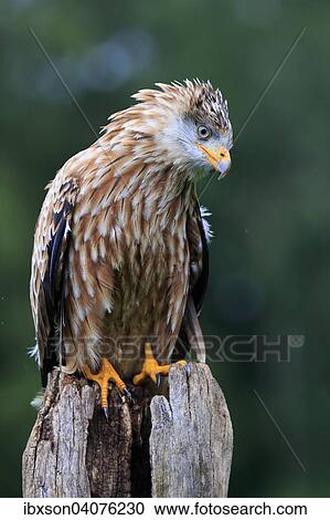 "Red Kite (Milvus milvus), adult, on perch, captive, Eifel, Rhineland-Palatinate, Germany, Europe" View Large Photo Image Stock Image - "Red Kite (Milvus milvus), adult, on perch, captive, Eifel, Rhineland-Palatinate, Germany, Europe". Fotosearch