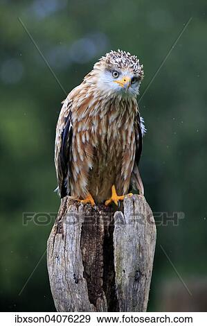"Red Kite (Milvus milvus), adult, on perch, captive, Eifel, Rhineland-Palatinate, Germany, Europe" View Large Photo Image Stock Photo - "Red Kite (Milvus milvus), adult, on perch, captive, Eifel, Rhineland-Palatinate, Germany, Europe". Fotosearch