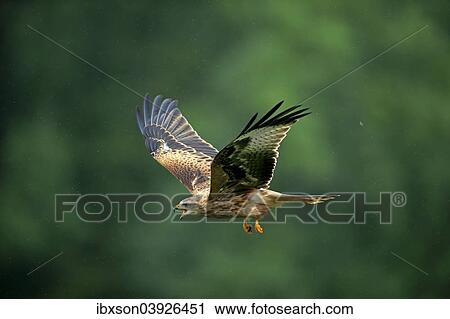 Stock Image - "Red Kite (Milvus milvus), adult, flying, calling, Eifel, Germany, Europe". Fotosearch