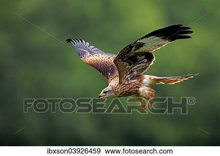 "Red Kite (Milvus milvus), adult, flying, calling, Eifel, Germany, Europe" View Large Photo Image Stock Photo - "Red Kite (Milvus milvus), adult, flying, calling, Eifel, Germany, Europe". Fotosearch
