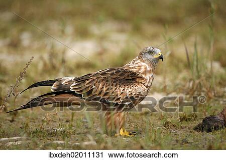 Stock Image - "Red Kite (Milvus milvus), Allgaeu, Bavaria, Germany, Europe". Fotosearch
