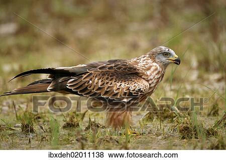 "Red Kite (Milvus milvus), Allgaeu, Bavaria, Germany, Europe" View Large Photo Image Stock Photo - "Red Kite (Milvus milvus), Allgaeu, Bavaria, Germany, Europe". Fotosearch