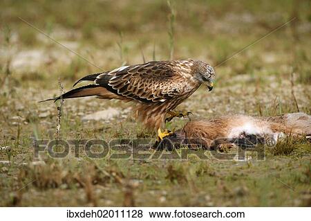 "Red Kite (Milvus milvus) feeding on hare, Allgaeu, Bavaria, Germany, Europe" View Large Photo Image Stock Photo - "Red Kite (Milvus milvus) feeding on hare, Allgaeu, Bavaria, Germany, Europe". Fotosearch