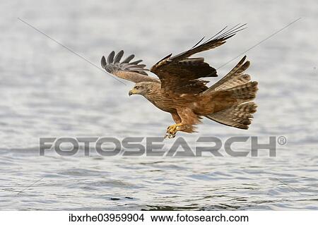 Picture - "Red Kite (Milvus milvus) hunting over a lake, Mecklenburg-Western Pomerania, Germany, Europe". Fotosearch