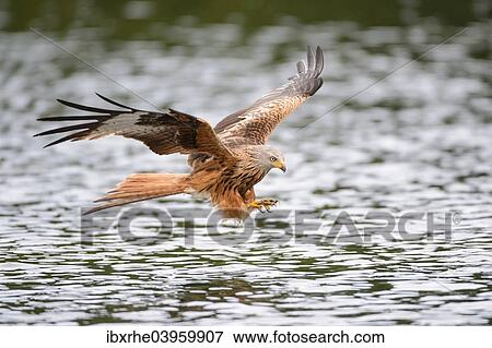 "Red Kite (Milvus milvus) hunting over a lake, Mecklenburg-Western Pomerania, Germany, Europe" View Large Photo Image Stock Photo - "Red Kite (Milvus milvus) hunting over a lake, Mecklenburg-Western Pomerania, Germany, Europe". Fotosearch