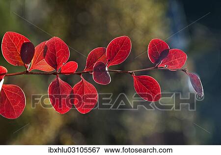 Stock Photo - "Red Leaf Japanese Barberry (Berberis thunbergii atropurpurea), branch, Untergroningen, Abtsgmuend, Baden-Wurttemberg, Germany, Europe". Fotosearch