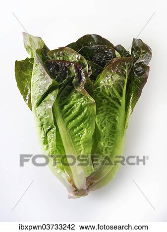 Stock Image - Red leaved mini cos lettuce. Fotosearch