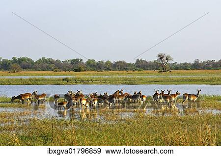 Stock Photo - "Red lechwe (Kobus leche), herd on the edge of a swamp, Moremi National Park, Botswana, Africa". Fotosearch
