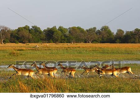 Stock Image - "Red lechwe (Kobus leche), herd running on the edge of a swamp, Moremi National Park, Botswana, Africa". Fotosearch
