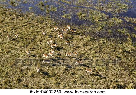 Stock Image - "Red Lechwe (Kobus leche leche) herd at the edge of a freshwater marsh, aerial view, Okavango Delta, Botswana, Africa". Fotosearch