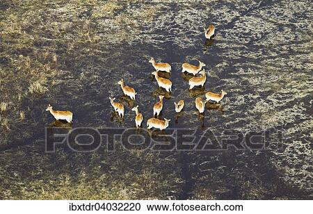 Stock Image - "Red Lechwe (Kobus leche leche) herd in a freshwater marsh, aerial view, Okavango Delta, Botswana, Africa". Fotosearch