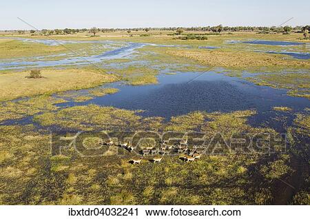 "Red Lechwe (Kobus leche leche) herd in the freshwater marshland at the Gomoti River, aerial view, Okavango Delta, Botswana, Africa" View Large Photo Image Stock Image - "Red Lechwe (Kobus leche leche) herd in the freshwater marshland at the Gomoti River, aerial view, Okavango Delta, Botswana, Africa". Fotosearch