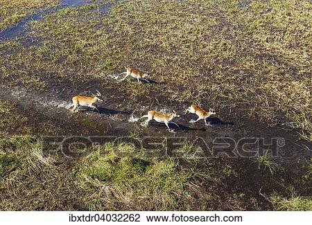 "Red Lechwe (Kobus leche leche), running in a freshwater marsh, aerial view, Okavango Delta, Botswana, Africa" View Large Photo Image Stock Image - "Red Lechwe (Kobus leche leche), running in a freshwater marsh, aerial view, Okavango Delta, Botswana, Africa". Fotosearch