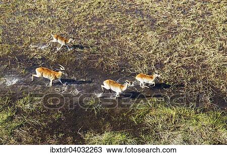Stock Image - "Red Lechwe (Kobus leche leche), running in a freshwater marsh, aerial view, Okavango Delta, Botswana, Africa". Fotosearch