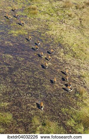 Stock Photograph - "Red Lechwe (Kobus leche leche), running in a freshwater marsh, aerial view, Okavango Delta, Botswana, Africa". Fotosearch