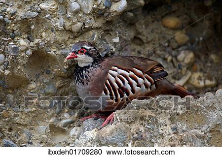 "Red-legged Partridge (Alectoris rufa), Austria, Europe" View Large Photo Image Stock Image - "Red-legged Partridge (Alectoris rufa), Austria, Europe". Fotosearch