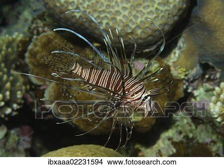 "Red lionfish (Pterois volitans), Red Sea, Egypt, Africa" View Large Photo Image Picture - "Red lionfish (Pterois volitans), Red Sea, Egypt, Africa". Fotosearch