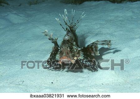 "Red Lionfish (Pterois volitans), Red Sea, Egypt, Africa" View Large Photo Image Stock Image - "Red Lionfish (Pterois volitans), Red Sea, Egypt, Africa". Fotosearch