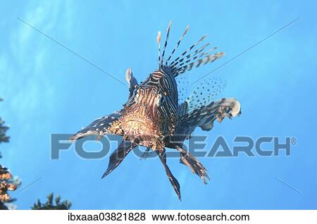 "Red Lionfish (Pterois volitans), Red Sea, Egypt, Africa" View Large Photo Image Stock Photo - "Red Lionfish (Pterois volitans), Red Sea, Egypt, Africa". Fotosearch