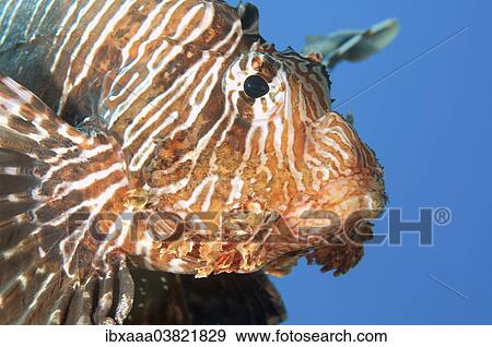 "Red Lionfish (Pterois volitans), Red Sea, Egypt, Africa" View Large Photo Image Stock Photo - "Red Lionfish (Pterois volitans), Red Sea, Egypt, Africa". Fotosearch