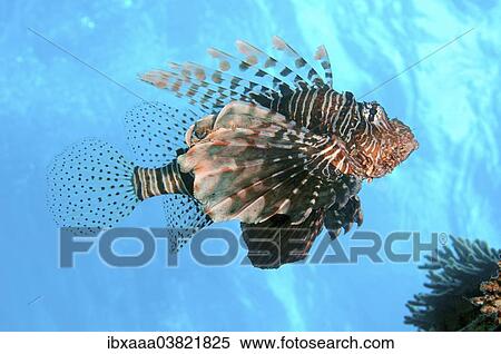 "Red Lionfish (Pterois volitans), Red Sea, Egypt, Africa" View Large Photo Image Stock Photography - "Red Lionfish (Pterois volitans), Red Sea, Egypt, Africa". Fotosearch