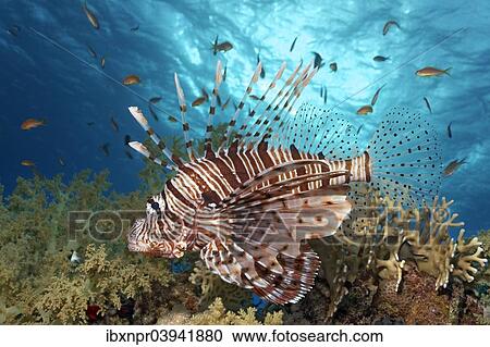 "Red Lionfish (Pterois volitans), hunting for anthias (Antiinae), Red Sea, Egypt, Africa" View Large Photo Image Stock Image - "Red Lionfish (Pterois volitans), hunting for anthias (Antiinae), Red Sea, Egypt, Africa". Fotosearch