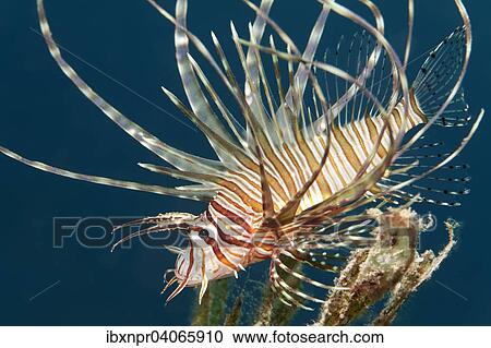 "Red Lionfish (Pterois volitans), juvenile, Jordan, Asia" View Large Photo Image Stock Image - "Red Lionfish (Pterois volitans), juvenile, Jordan, Asia". Fotosearch