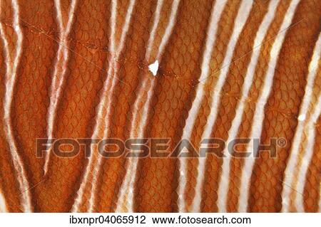 "Red Lionfish (Pterois volitans), detail view of scales and the lateral line, Jordan, Asia" View Large Photo Image Stock Image - "Red Lionfish (Pterois volitans), detail view of scales and the lateral line, Jordan, Asia". Fotosearch