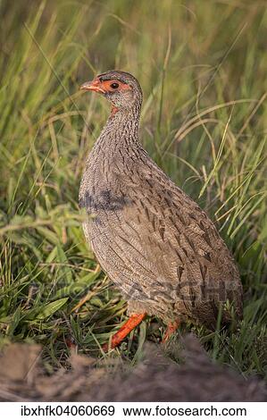 "Red-necked Spurfowl (Francolinus afer cranchii), Lake Mburo National Park, Uganda, Africa" View Large Photo Image Stock Photo - "Red-necked Spurfowl (Francolinus afer cranchii), Lake Mburo National Park, Uganda, Africa". Fotosearch