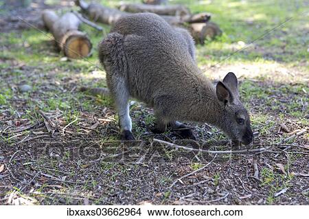"Red-necked Wallaby (Macropus rufogriseus) while feeding, Northwood, Christchurch, Canterbury Region, New Zealand, Oceania" View Large Photo Image Picture - "Red-necked Wallaby (Macropus rufogriseus) while feeding, Northwood, Christchurch, Canterbury Region, New Zealand, Oceania". Fotosearch