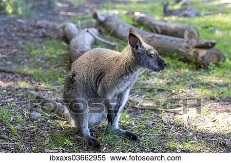 Stock Photography - "Red-necked Wallaby (Macropus rufogriseus), Northwood, Christchurch, Canterbury Region, New Zealand, Oceania". Fotosearch