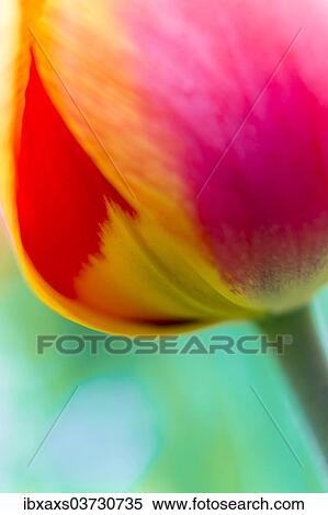 Stock Photography - "Red-orange tulip (Tulipa), detail". Fotosearch