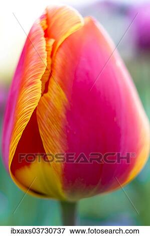 Stock Photo - "Red-orange tulip (Tulipa), flower". Fotosearch