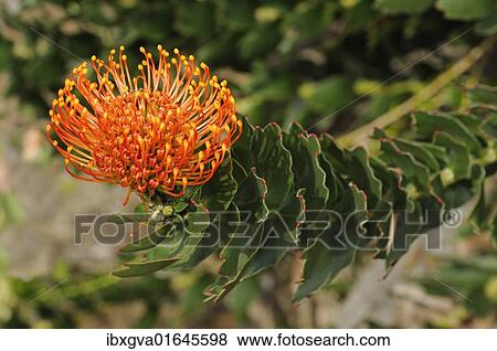 "Red pincushion protea (Leucospermum cordifolium), Cape flora, Cape Floral Kingdom, South Africa, Africa" View Large Photo Image Stock Photo - "Red pincushion protea (Leucospermum cordifolium), Cape flora, Cape Floral Kingdom, South Africa, Africa". Fotosearch