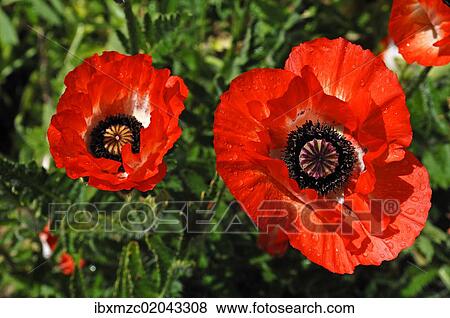 "Red poppies, Oriental poppy (Papaver orientale) with rain drops" View Large Photo Image Stock Photo - "Red poppies, Oriental poppy (Papaver orientale) with rain drops". Fotosearch