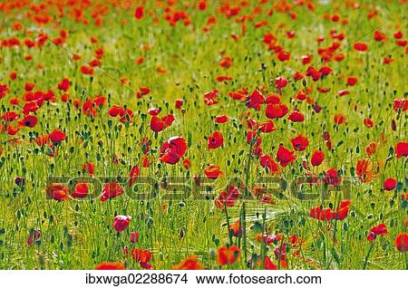 Red poppies (Papaver rhoeas) in a wheat field View Large Photo Image Picture - Red poppies (Papaver rhoeas) in a wheat field. Fotosearch