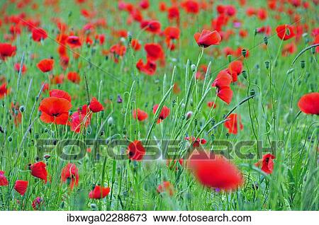 Red poppies (Papaver rhoeas) in a wheat field View Large Photo Image Stock Image - Red poppies (Papaver rhoeas) in a wheat field. Fotosearch