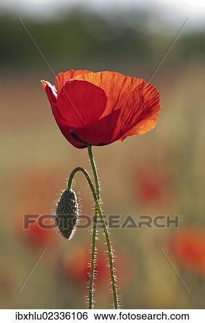 "Red Poppies (Papaver rhoeas), Makrigialos, Greece, Europe" View Large Photo Image Stock Photograph - "Red Poppies (Papaver rhoeas), Makrigialos, Greece, Europe". Fotosearch