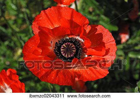 "Red poppy, Oriental poppy (Papaver orientale) with rain drops" View Large Photo Image Stock Image - "Red poppy, Oriental poppy (Papaver orientale) with rain drops". Fotosearch