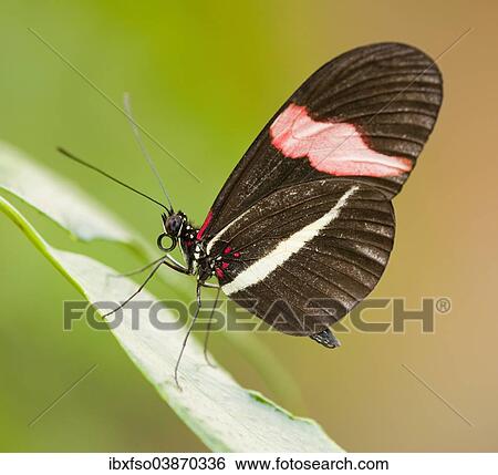 "Red Postman butterfly (Heliconius erato), captive, Thuringia, Germany, Europe" View Large Photo Image Stock Photograph - "Red Postman butterfly (Heliconius erato), captive, Thuringia, Germany, Europe". Fotosearch