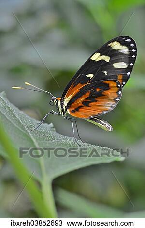 "Red Postman (Heliconius erato), native to Brazil, butterfly house, Forgaria nel Friuli, Udine province, Italy, Europe" View Large Photo Image Stock Image - "Red Postman (Heliconius erato), native to Brazil, butterfly house, Forgaria nel Friuli, Udine province, Italy, Europe". Fotosearch