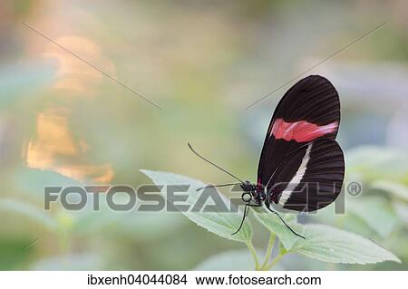 "Red Postman (Heliconius erato), captive, Emsland, Lower Saxony, Germany, Europe" View Large Photo Image Picture - "Red Postman (Heliconius erato), captive, Emsland, Lower Saxony, Germany, Europe". Fotosearch