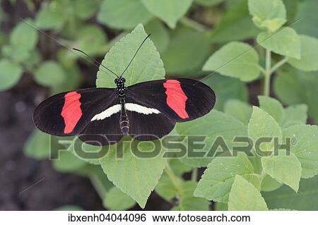 "Red Postman (Heliconius erato), captive, Emsland, Lower Saxony, Germany, Europe" View Large Photo Image Stock Photograph - "Red Postman (Heliconius erato), captive, Emsland, Lower Saxony, Germany, Europe". Fotosearch