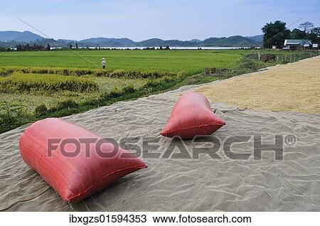 "Red rice sacks in front of a rice paddy, Vietnam, Asia" View Large Photo Image Stock Image - "Red rice sacks in front of a rice paddy, Vietnam, Asia". Fotosearch