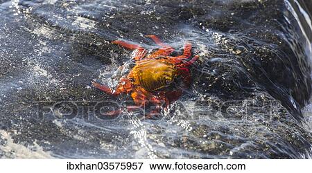 Stock Photo - "Red Rock Crab (Grapsus grapsus) on a rock in the surf, San Cristobal Island, Galapagos Islands, Ecuador, South America". Fotosearch